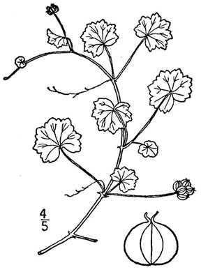 drawing of Hydrocotyle sibthorpioides, Lawn Marsh-pennywort, Lawn Water-pennywort