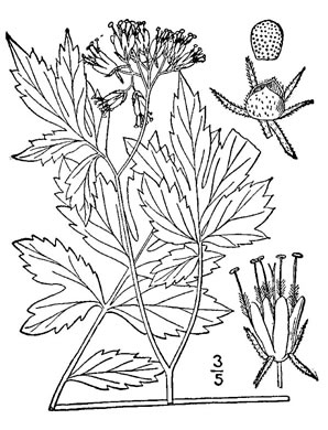 image of Hydrophyllum atranthum, Appalachian Waterleaf