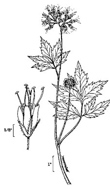 drawing of Hydrophyllum virginianum +, Virginia Waterleaf, Eastern Waterfleaf