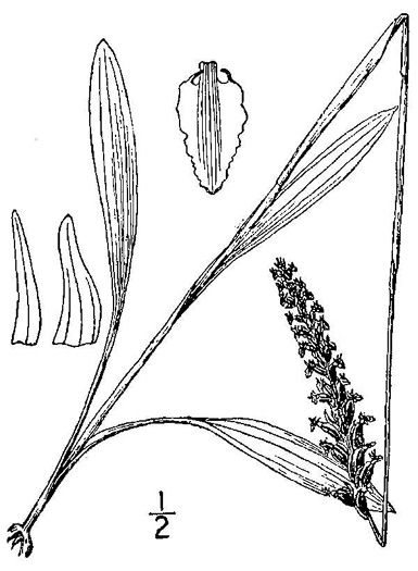 image of Spiranthes ovalis var. ovalis, Oval Ladies'-tresses