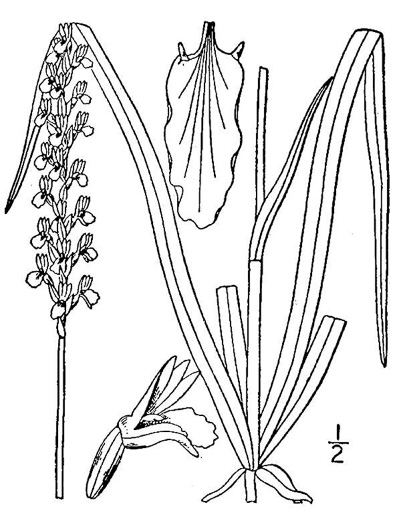 image of Spiranthes sylvatica, Woodland Ladies'-tresses, Pale Green Ladies'-tresses