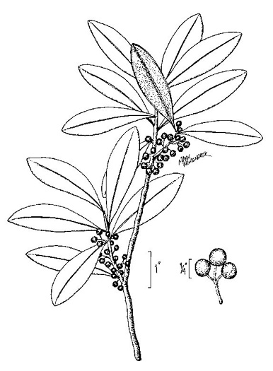drawing of Ilex amelanchier, Sarvis Holly