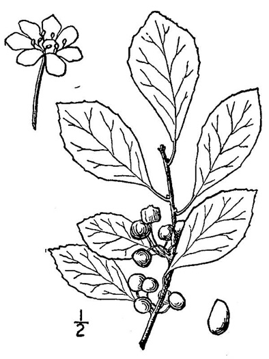 drawing of Ilex coriacea, Sweet Gallberry, Big Gallberry, Large Gallberry
