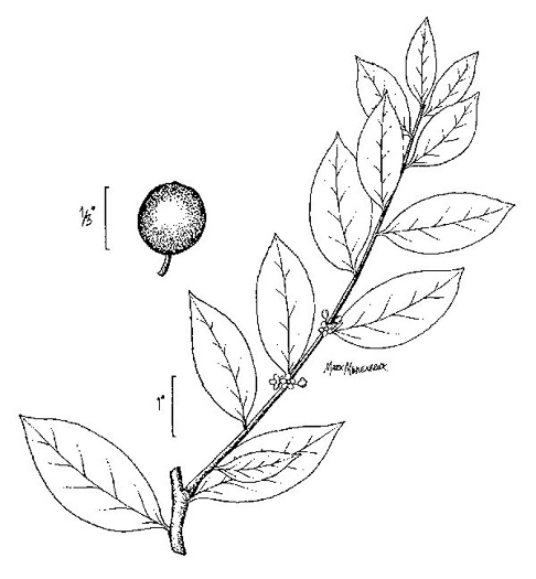 image of Ilex coriacea, Sweet Gallberry, Big Gallberry, Large Gallberry