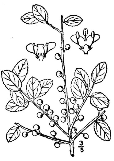 drawing of Ilex glabra, Inkberry, Bitter Gallberry, Little Gallberry