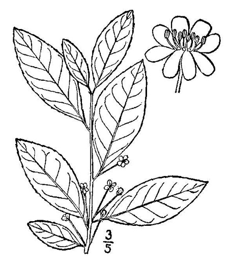 drawing of Ilex laevigata, Smooth Winterberry