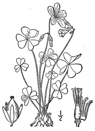 drawing of Oxalis violacea, Violet Wood-sorrel