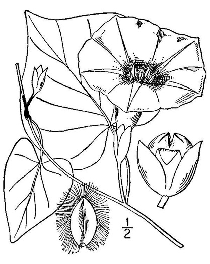 drawing of Ipomoea pandurata, Manroot, Wild Potato Vine, Man-of-the-earth, Wild Sweet Potato