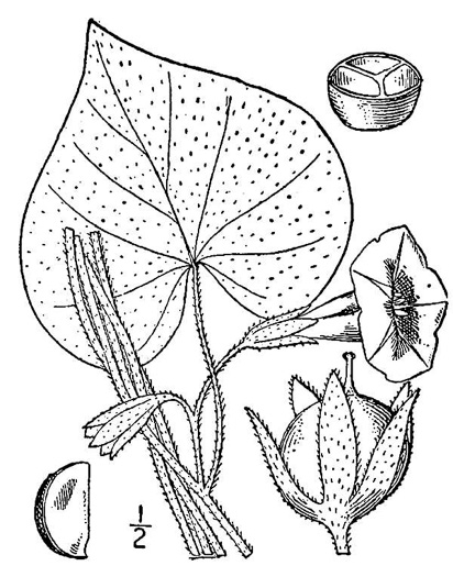 drawing of Ipomoea purpurea, Common Morning Glory