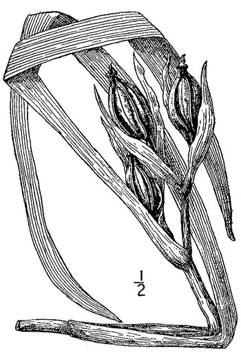 image of Iris brevicaulis, Short-stemmed Iris, Lamance Iris, Zigzag Iris