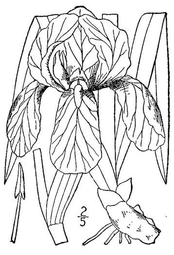 image of Iris germanica, German Iris, Fleur-de-Lys