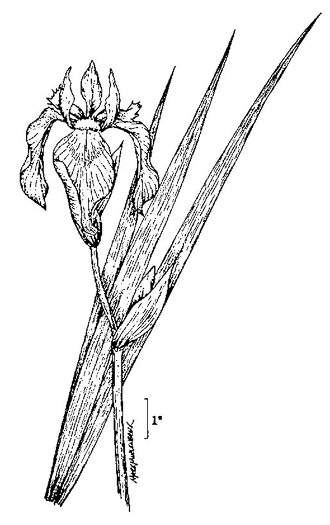 drawing of Iris pseudacorus, Yellow Flag, Water Flag, Yellow Iris