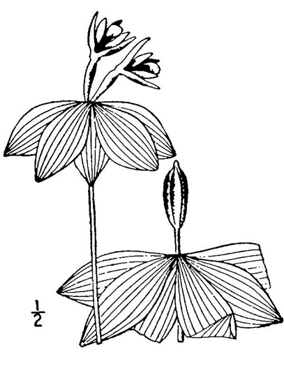 drawing of Isotria medeoloides, Small Whorled Pogonia, Little Five-leaves