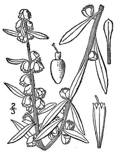 drawing of Iva imbricata, Seashore Elder, Dune Marsh-elder, Seacoast Marsh-elder