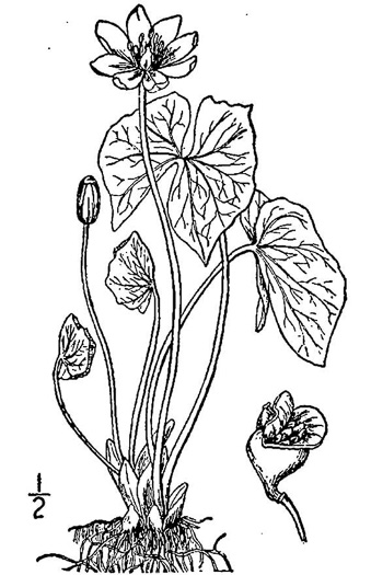 drawing of Jeffersonia diphylla, Twinleaf