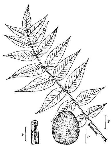 drawing of Juglans nigra, Black Walnut