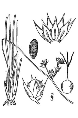 drawing of Juncus coriaceus, Leathery Rush