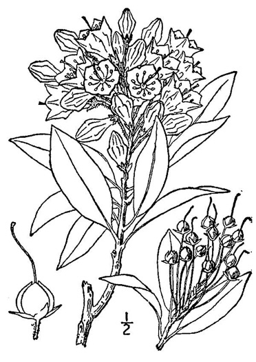 drawing of Kalmia latifolia, Mountain Laurel, Ivy, Calico-bush, Mountain Ivy