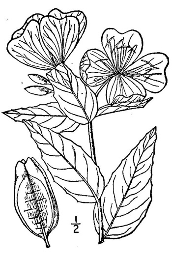 image of Oenothera glauca, Glaucous Sundrops