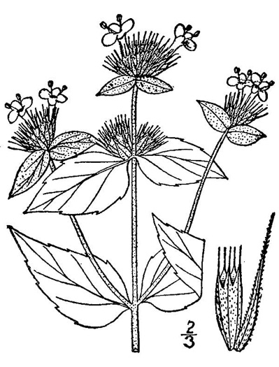 image of Pycnanthemum setosum, Awned Mountain-mint