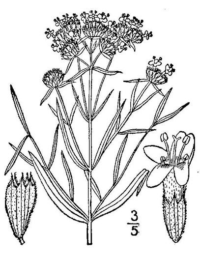 drawing of Pycnanthemum tenuifolium, Narrowleaf Mountain-mint, Slender Mountain-mint, Savanna Mountain-mint