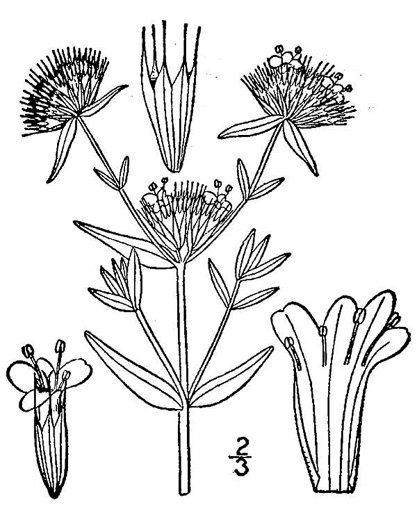 drawing of Pycnanthemum flexuosum, Savanna Mountain-mint, Savanna Mint
