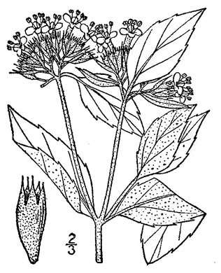 drawing of Pycnanthemum incanum +, Hoary Mountain-mint, White Mountain-mint