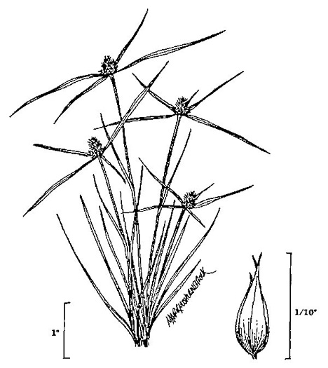 drawing of Cyperus hortensis, Annual Greenhead Sedge, Low Spikesedge