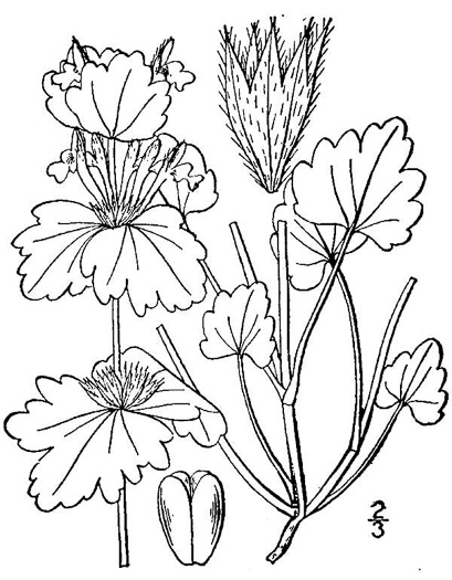 drawing of Lamium amplexicaule var. amplexicaule, Henbit