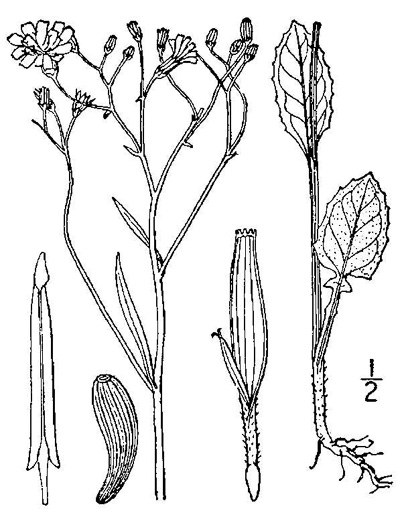 drawing of Lapsana communis, Nipplewort