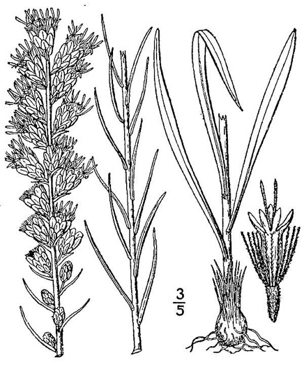 drawing of Liatris spicata, Dense Blazing-star, Mountain Blazing-star, Florist's Gayfeather, Dense Gayfeather
