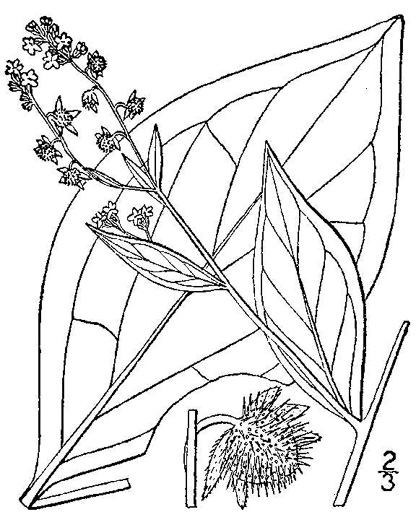 drawing of Hackelia virginiana, Virginia Stickseed