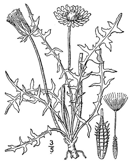 drawing of Taraxacum erythrospermum, Red-seeded Dandelion