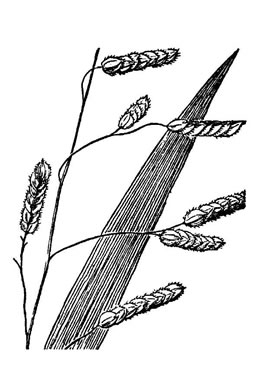 image of Leersia lenticularis, Catchfly Cutgrass, Oatmeal Grass