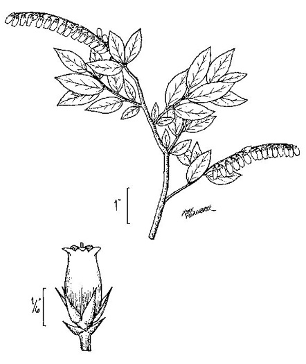 drawing of Eubotrys racemosus, Coastal Fetterbush, Swamp Sweetbells, Swamp Leucothoe, Swamp Fetterbush