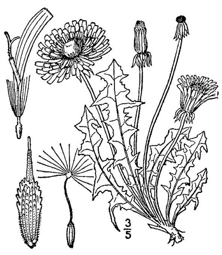 drawing of Taraxacum officinale, Common Dandelion