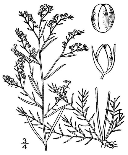 drawing of Lechea tenuifolia, Narrowleaf Pinweed