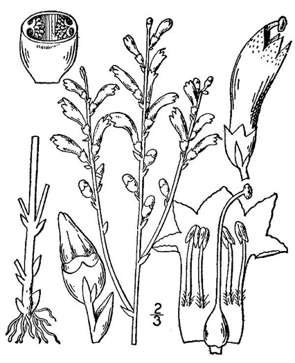 drawing of Epifagus virginiana, Beechdrops