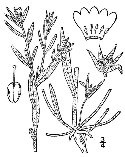 drawing of Buglossoides arvensis ssp. arvensis, Corn-gromwell