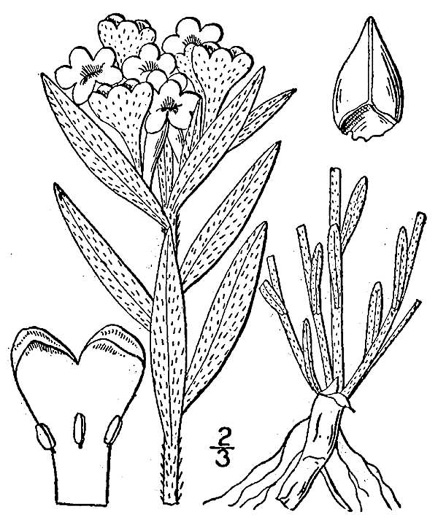 drawing of Lithospermum canescens, Hoary Puccoon, Indian-paint