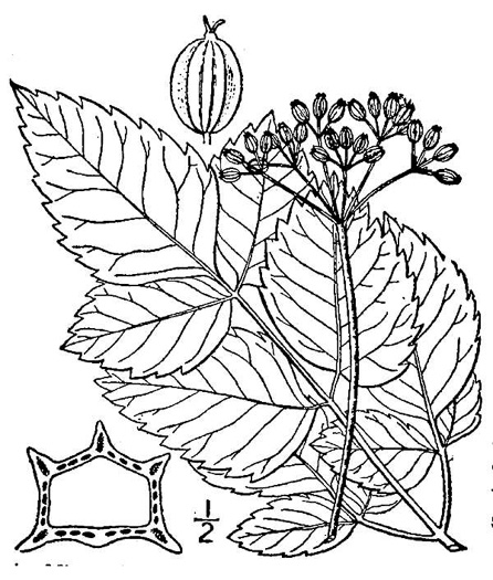 image of Ligusticum canadense, American Lovage