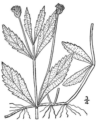 drawing of Phyla lanceolata, Marsh Frogfruit, Northern Frogfruit, Lanceleaf Frogfruit
