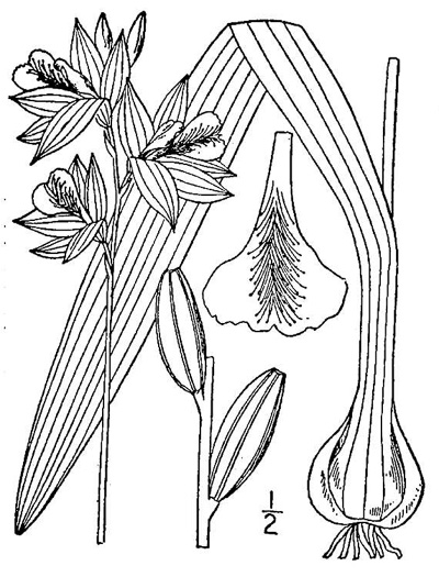 image of Calopogon tuberosus var. tuberosus, Common Grass-pink
