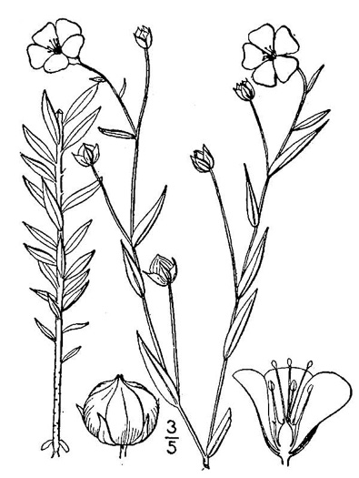 image of Linum usitatissimum, Common Flax, Cultivated Flax, Linaza
