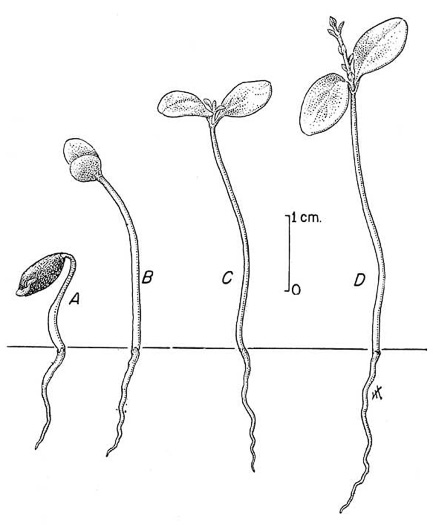 image of Ligustrum vulgare, European Privet, Common Privet