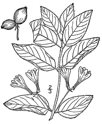 drawing of Lonicera canadensis, American Fly-honeysuckle, Fly-honeysuckle