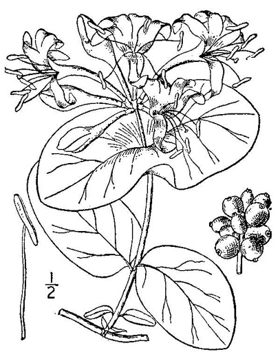 drawing of Lonicera flava, Yellow Honeysuckle