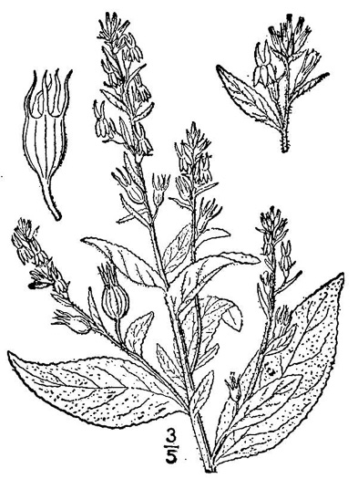drawing of Lobelia inflata, Indian-tobacco, Pukeweed