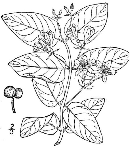 drawing of Lonicera tatarica, Tatarian Honeysuckle