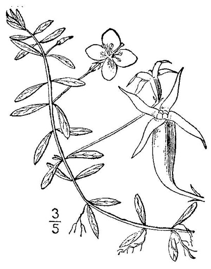 drawing of Ludwigia arcuata, Pondshore Seedbox, piedmont primrose-willow, Needleleaf Ludwigia